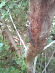 Acanthaclisini