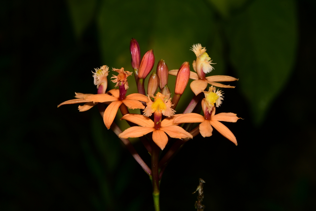 Epidendrum deltoideoviridis Hágsater