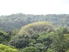 Albizia niopoides