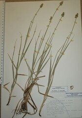 Carex mesochorea