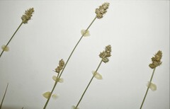 Carex mesochorea