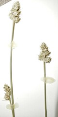 Carex mesochorea