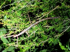 Argosarchus horridus