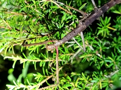 Argosarchus horridus