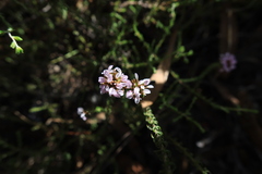 Disparago ericoides