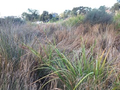 Cladium procerum
