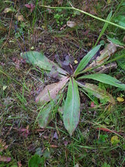 Hypochaeris maculata