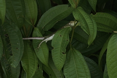 Polychrus marmoratus