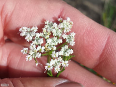 Dasispermum perennans