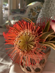 Scadoxus multiflorus