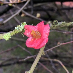 Chaenomeles speciosa