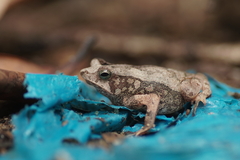 Rhinella castaneotica