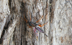 Echthromorpha intricatoria