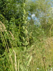 Beckmannia eruciformis