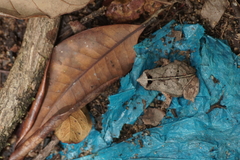 Rhinella castaneotica