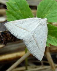 Petrophora chlorosata