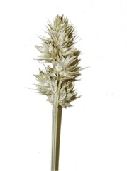 Carex mesochorea