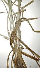Carex mesochorea