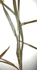 Carex mesochorea