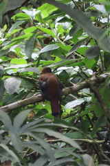 Trogon personatus
