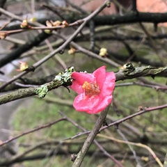 Chaenomeles speciosa