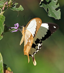 Papilio dardanus