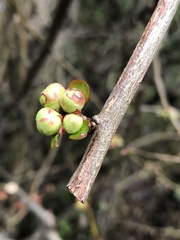Chaenomeles speciosa
