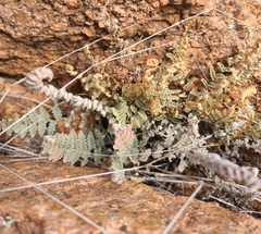 Myriopteris rufa