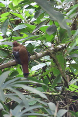 Trogon personatus