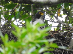Accipiter poliogaster