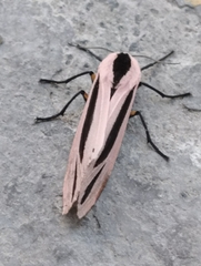Creatonotos