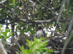 Accipiter poliogaster