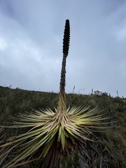 Puya goudotiana