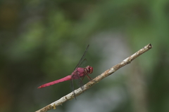 Orthemis discolor