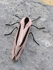 Creatonotos