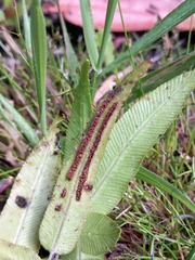 Blechnum ambiguum