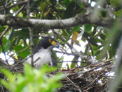 Accipiter poliogaster