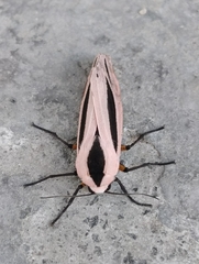Creatonotos