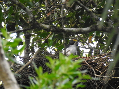 Accipiter poliogaster