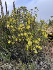 Epidendrum zipaquiranum