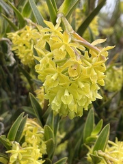 Epidendrum zipaquiranum