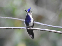 Stephanoxis loddigesii