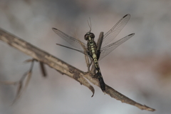 Erythrodiplax basalis