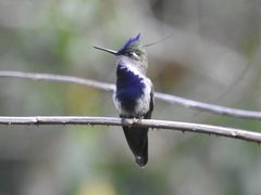 Stephanoxis loddigesii