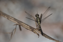 Erythrodiplax basalis