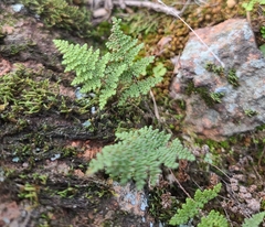 Myriopteris wootonii