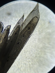 Praunus neglectus