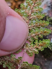 Myriopteris wootonii