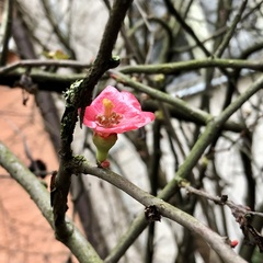 Chaenomeles speciosa