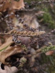 Myriopteris wootonii